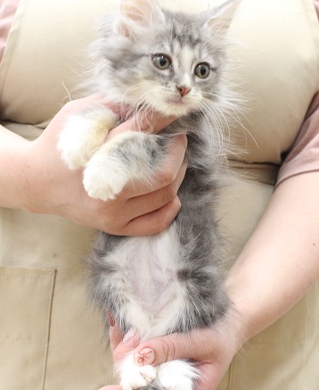 神奈川県のメインクーン (かねだい伊勢原店/2025年9月26日生まれ/男の子/シルバータビーホワイト)の子猫