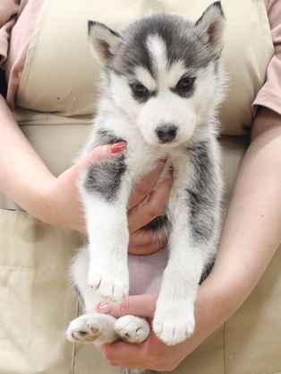 神奈川県のシベリアンハスキー (かねだい伊勢原店/2025年10月2日生まれ/女の子/ブラックホワイト)の子犬