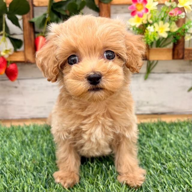 埼玉県のマルプー(マルチーズ×プードル) (かねだい所沢店/2025年10月3日生まれ/男の子/その他色)の子犬の1枚目の画像