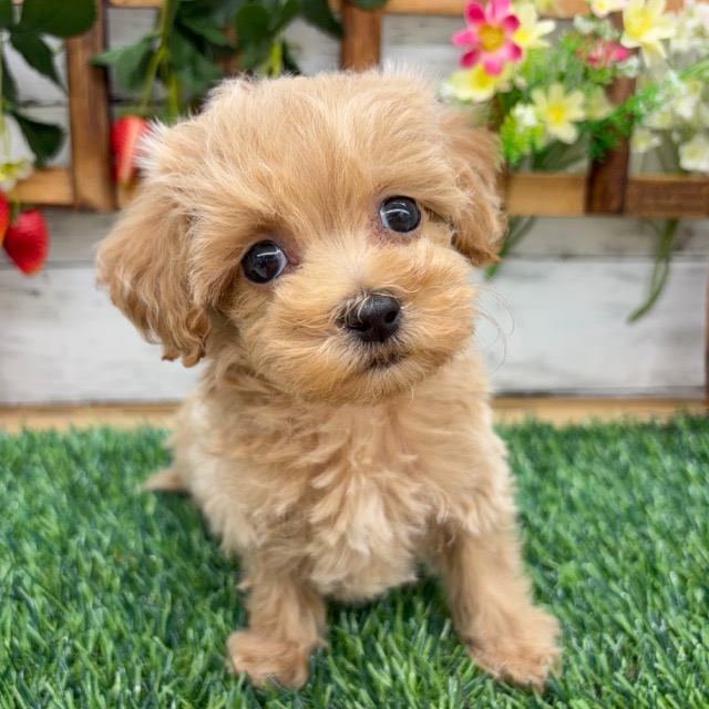 埼玉県のマルプー(マルチーズ×プードル) (かねだい所沢店/2025年10月3日生まれ/男の子/その他色)の子犬の2枚目の画像