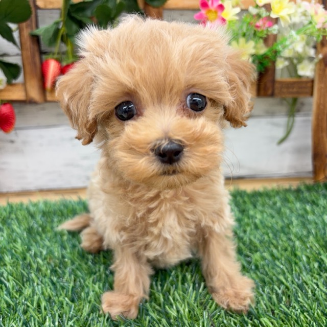 埼玉県のマルプー(マルチーズ×プードル) (かねだい所沢店/2025年10月3日生まれ/男の子/その他色)の子犬の3枚目の画像