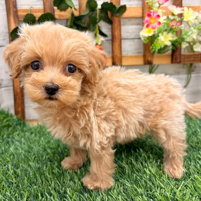 埼玉県のマルプー(マルチーズ×プードル) (かねだい所沢店/2025年10月3日生まれ/男の子/その他色)の子犬の4枚目の画像