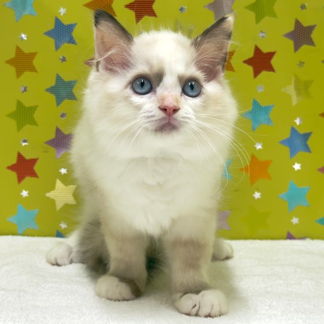 東京都のラグドール (かねだい足立店/2025年9月22日生まれ/女の子/シールポイントバイカラー)の子猫の2枚目の画像