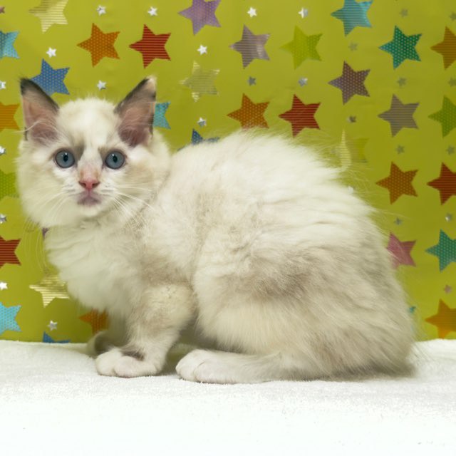 東京都のラグドール (かねだい足立店/2025年9月22日生まれ/女の子/シールポイントバイカラー)の子猫の3枚目の画像