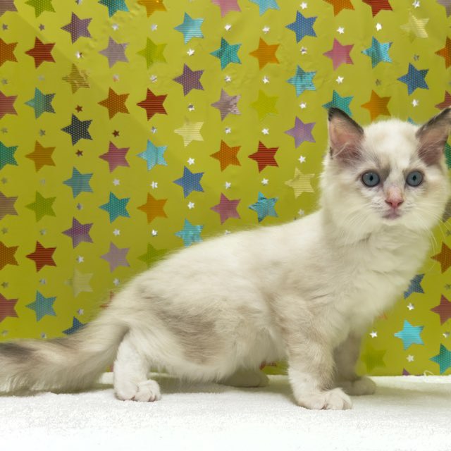 東京都のラグドール (かねだい足立店/2025年9月22日生まれ/女の子/シールポイントバイカラー)の子猫の4枚目の画像