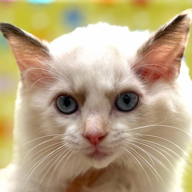 東京都のラグドール (かねだい足立店/2025年9月22日生まれ/女の子/シールポイントバイカラー)の子猫の1枚目の画像