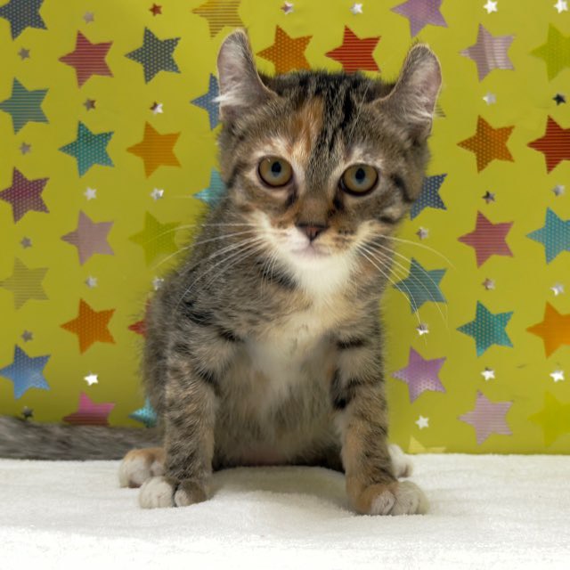 東京都のキンカロー (かねだい足立店/2025年9月5日生まれ/女の子/ブラウンパッチタビー)の子猫の2枚目の画像