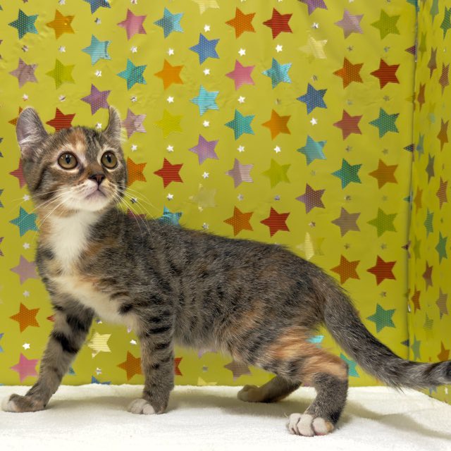 東京都のキンカロー (かねだい足立店/2025年9月5日生まれ/女の子/ブラウンパッチタビー)の子猫の3枚目の画像