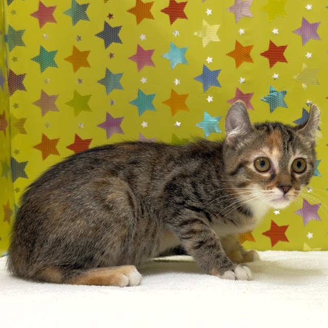 東京都のキンカロー (かねだい足立店/2025年9月5日生まれ/女の子/ブラウンパッチタビー)の子猫の4枚目の画像