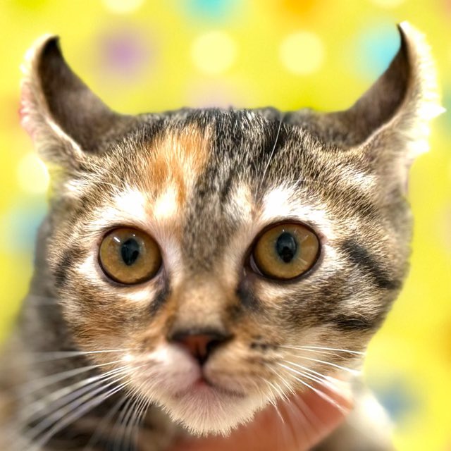 東京都のキンカロー (かねだい足立店/2025年9月5日生まれ/女の子/ブラウンパッチタビー)の子猫の1枚目の画像