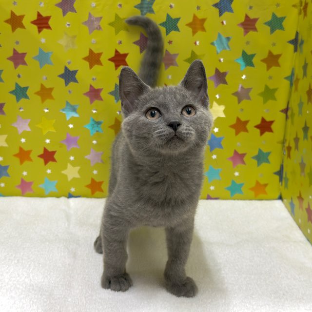 東京都のシャルトリュー (かねだい足立店/2025年9月5日生まれ/男の子/ブルー)の子猫の2枚目の画像