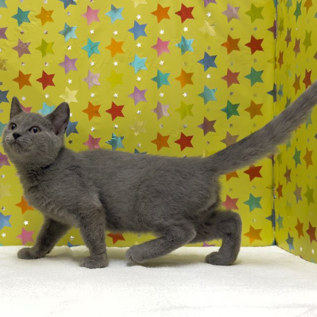 東京都のシャルトリュー (かねだい足立店/2025年9月5日生まれ/男の子/ブルー)の子猫の4枚目の画像