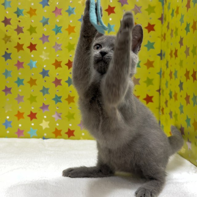 東京都のシャルトリュー (かねだい足立店/2025年9月5日生まれ/男の子/ブルー)の子猫の3枚目の画像