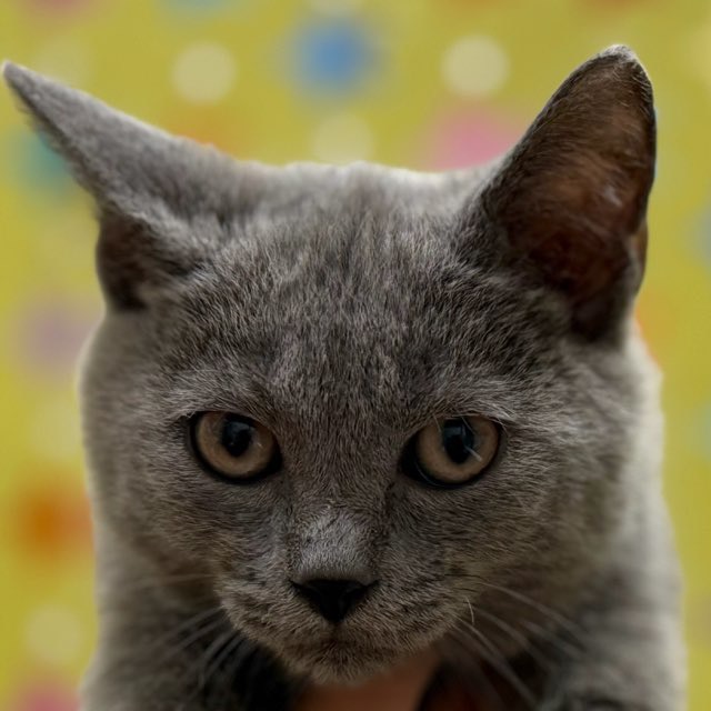 東京都のシャルトリュー (かねだい足立店/2025年9月5日生まれ/男の子/ブルー)の子猫の1枚目の画像