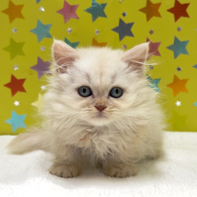 東京都のラグドール (かねだい足立店/2025年9月29日生まれ/男の子/クリームタビーホワイト)の子猫の2枚目の画像