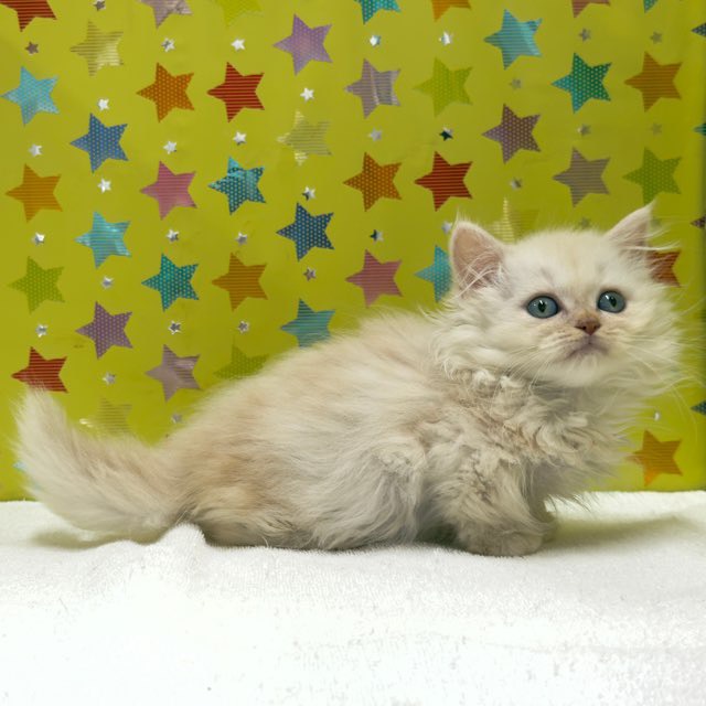 東京都のラグドール (かねだい足立店/2025年9月29日生まれ/男の子/クリームタビーホワイト)の子猫の4枚目の画像