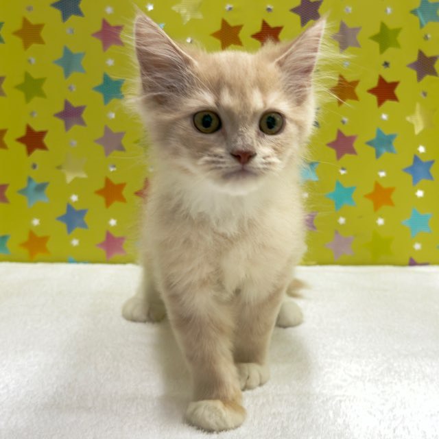 東京都のマンチカン (かねだい足立店/2025年10月3日生まれ/男の子/クリームタビー)の子猫の2枚目の画像