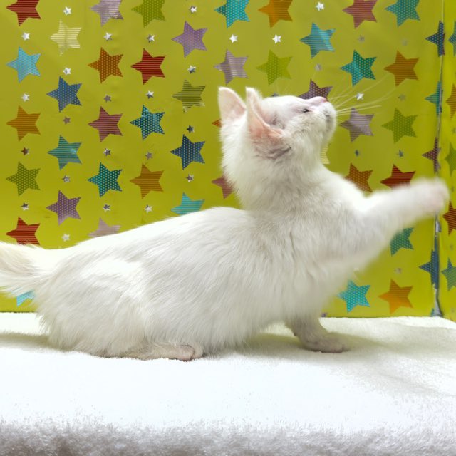 東京都のミヌエット (かねだい足立店/2025年9月21日生まれ/女の子/ホワイト)の子猫の3枚目の画像