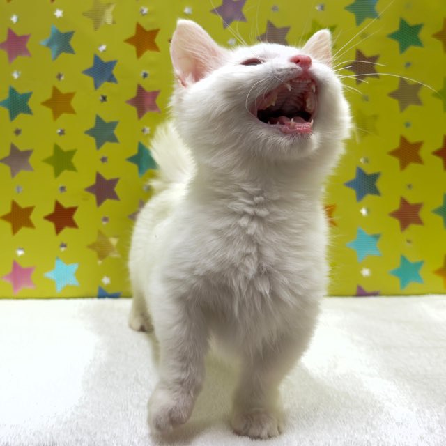 東京都のミヌエット (かねだい足立店/2025年9月21日生まれ/女の子/ホワイト)の子猫の2枚目の画像