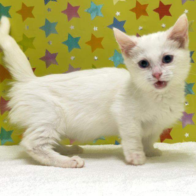 東京都のミヌエット (かねだい足立店/2025年9月21日生まれ/女の子/ホワイト)の子猫の1枚目の画像