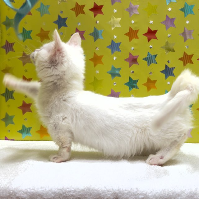 東京都のミヌエット (かねだい足立店/2025年9月21日生まれ/女の子/ホワイト)の子猫の4枚目の画像