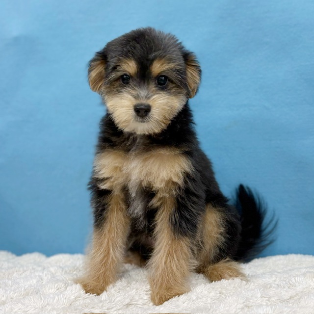 千葉県のポメプー(ポメラニアン×プードル) (かねだい四街道店/2025年8月15日生まれ/女の子/ブラックタン)の子犬の1枚目の画像