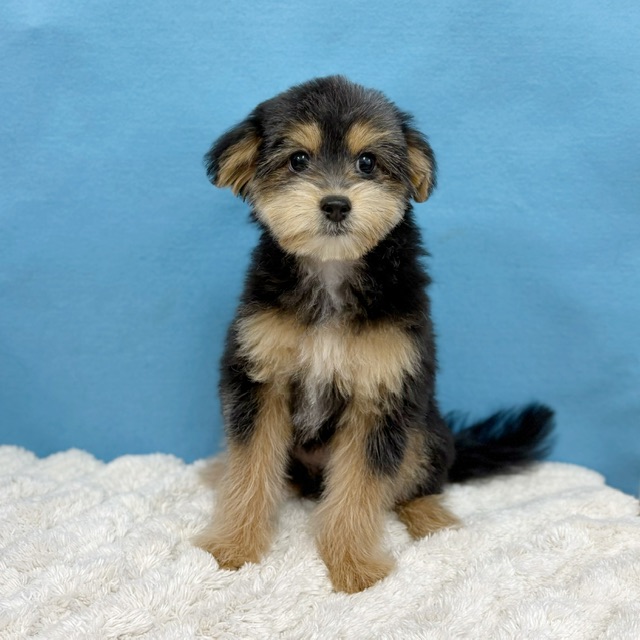 千葉県のポメプー(ポメラニアン×プードル) (かねだい四街道店/2025年8月15日生まれ/女の子/ブラックタン)の子犬の2枚目の画像