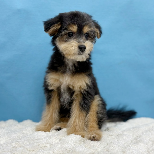 千葉県のポメプー(ポメラニアン×プードル) (かねだい四街道店/2025年8月15日生まれ/女の子/ブラックタン)の子犬の3枚目の画像