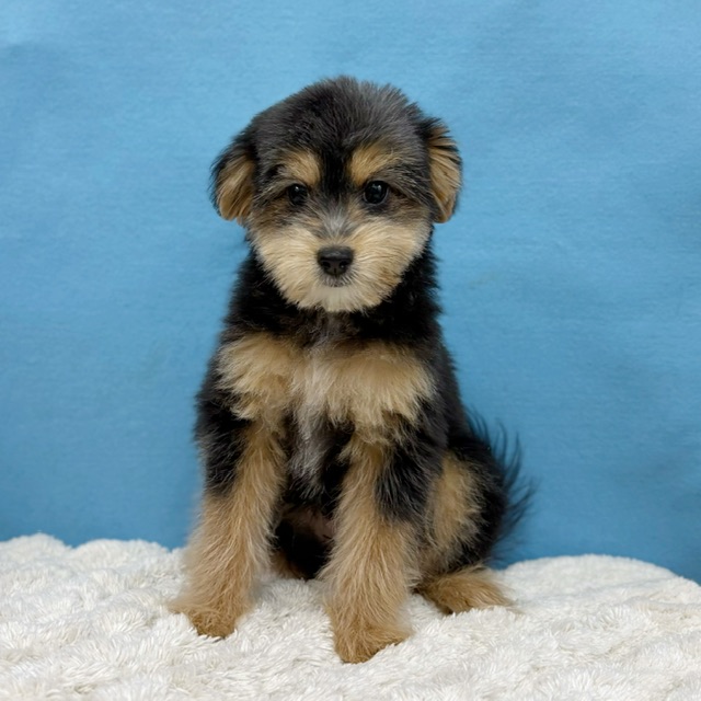 千葉県のポメプー(ポメラニアン×プードル) (かねだい四街道店/2025年8月15日生まれ/女の子/ブラックタン)の子犬の4枚目の画像