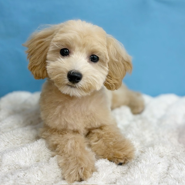 千葉県のマルプー(マルチーズ×プードル) (かねだい四街道店/2025年8月23日生まれ/女の子/クリーム)の子犬の1枚目の画像