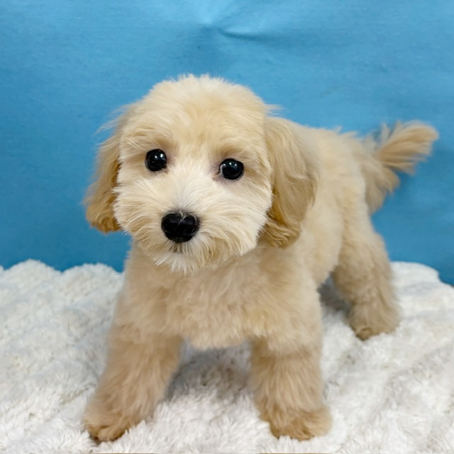 千葉県のマルプー(マルチーズ×プードル) (かねだい四街道店/2025年8月23日生まれ/女の子/クリーム)の子犬の2枚目の画像