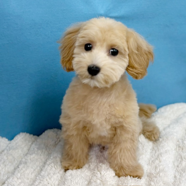 千葉県のマルプー(マルチーズ×プードル) (かねだい四街道店/2025年8月23日生まれ/女の子/クリーム)の子犬の3枚目の画像