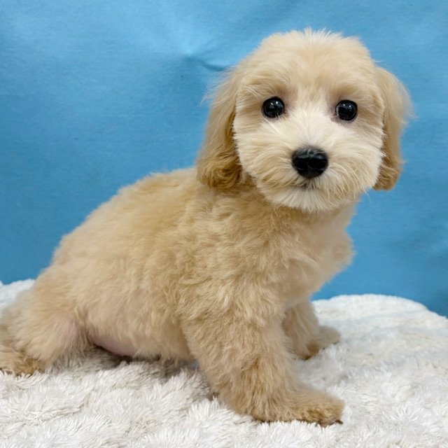 千葉県のマルプー(マルチーズ×プードル) (かねだい四街道店/2025年8月23日生まれ/女の子/クリーム)の子犬の4枚目の画像