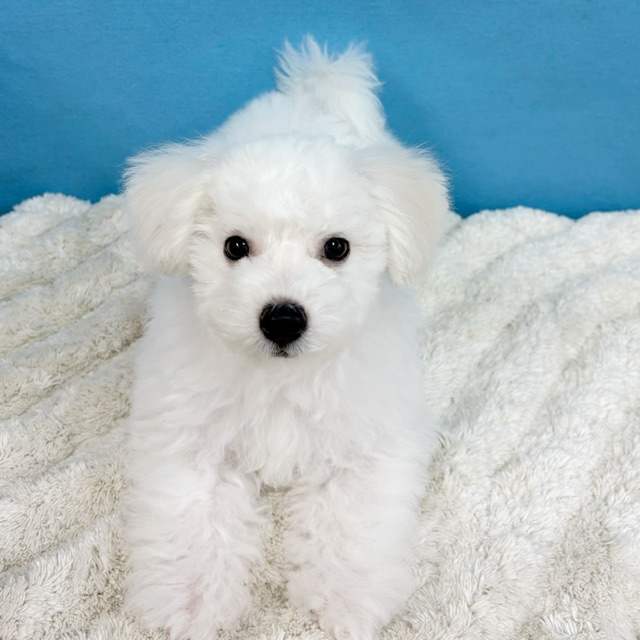 千葉県のビションフリーゼ (かねだい四街道店/2025年8月23日生まれ/男の子/ホワイト)の子犬の2枚目の画像