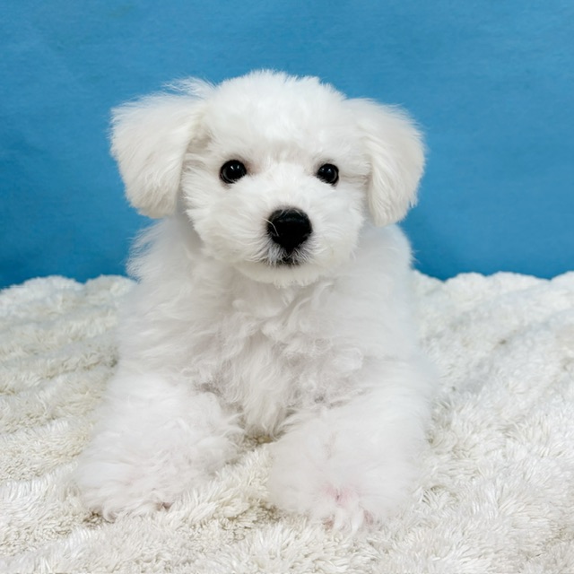 千葉県のビションフリーゼ (かねだい四街道店/2025年8月23日生まれ/男の子/ホワイト)の子犬の4枚目の画像