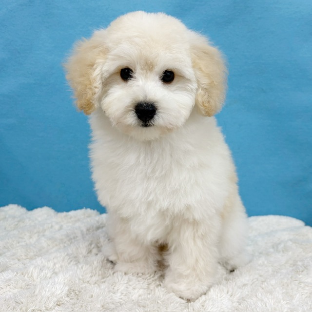 千葉県のトイプードル(トイ) (かねだい四街道店/2025年9月5日生まれ/男の子/クリーム)の子犬の1枚目の画像