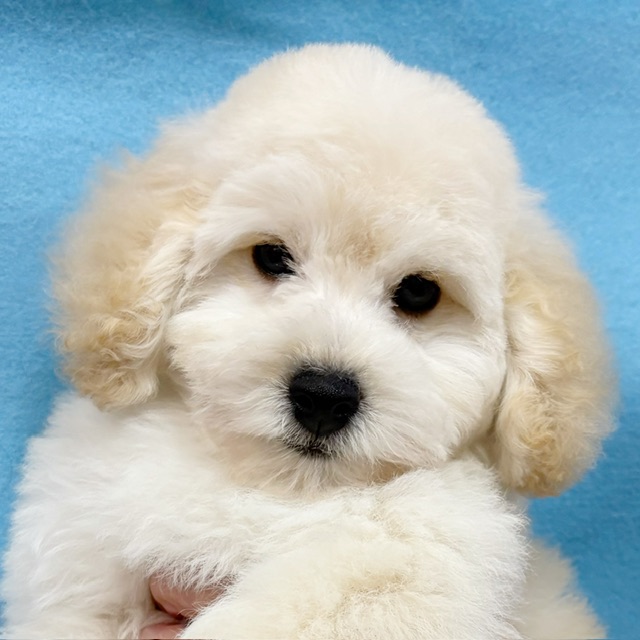 千葉県のトイプードル(トイ) (かねだい四街道店/2025年9月5日生まれ/男の子/クリーム)の子犬の2枚目の画像