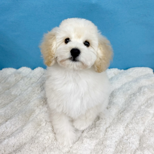 千葉県のトイプードル(トイ) (かねだい四街道店/2025年9月5日生まれ/男の子/クリーム)の子犬の3枚目の画像