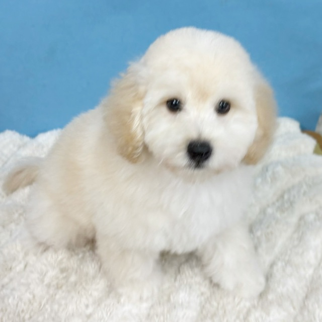 千葉県のトイプードル(トイ) (かねだい四街道店/2025年9月5日生まれ/男の子/クリーム)の子犬の4枚目の画像