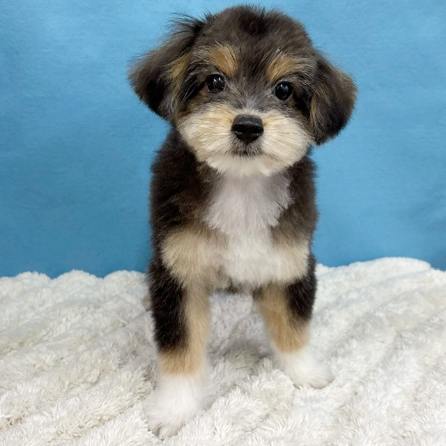 千葉県のポメプー(ポメラニアン×プードル) (かねだい四街道店/2025年8月15日生まれ/男の子/トライカラー)の子犬の1枚目の画像