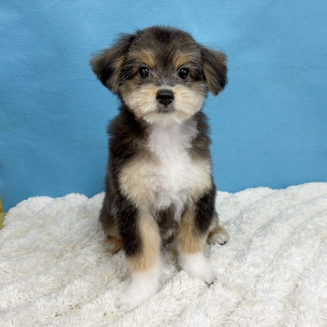 千葉県のポメプー(ポメラニアン×プードル) (かねだい四街道店/2025年8月15日生まれ/男の子/トライカラー)の子犬の2枚目の画像