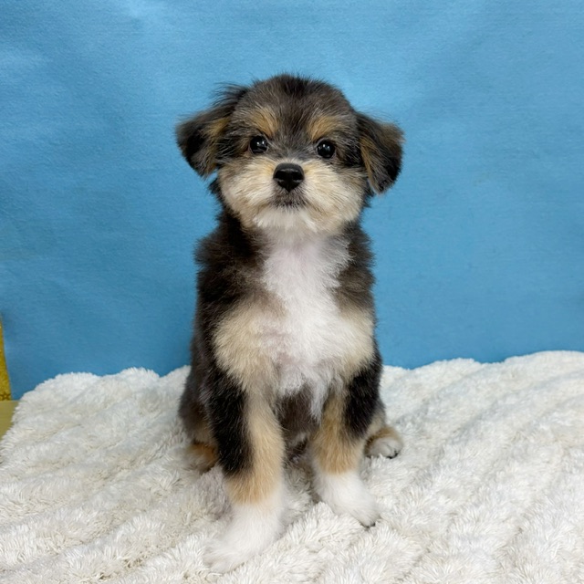 千葉県のポメプー(ポメラニアン×プードル) (かねだい四街道店/2025年8月15日生まれ/男の子/トライカラー)の子犬の3枚目の画像