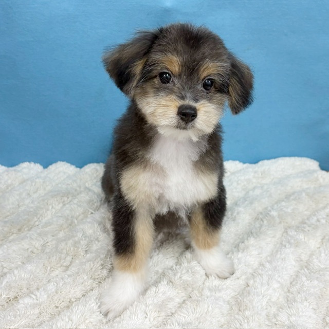 千葉県のポメプー(ポメラニアン×プードル) (かねだい四街道店/2025年8月15日生まれ/男の子/トライカラー)の子犬の4枚目の画像