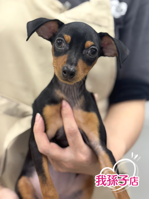 千葉県のミニチュアピンシャー (かねだい我孫子店/2025年7月27日生まれ/女の子/ブラックタン)の子犬