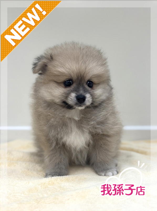 千葉県のポメラニアン (かねだい我孫子店/2025年10月4日生まれ/男の子/オレンジ)の子犬の1枚目の画像
