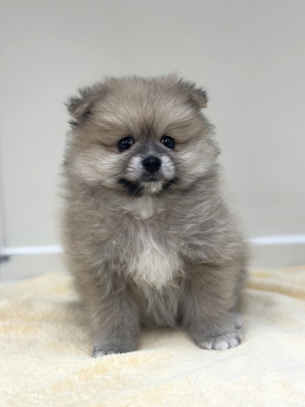 千葉県のポメラニアン (かねだい我孫子店/2025年10月4日生まれ/男の子/オレンジ)の子犬の2枚目の画像