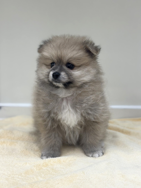 千葉県のポメラニアン (かねだい我孫子店/2025年10月4日生まれ/男の子/オレンジ)の子犬の3枚目の画像