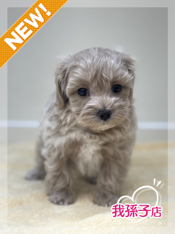 千葉県のマルプー(マルチーズ×プードル) (かねだい我孫子店/2025年10月3日生まれ/男の子/クリーム)の子犬の1枚目の画像