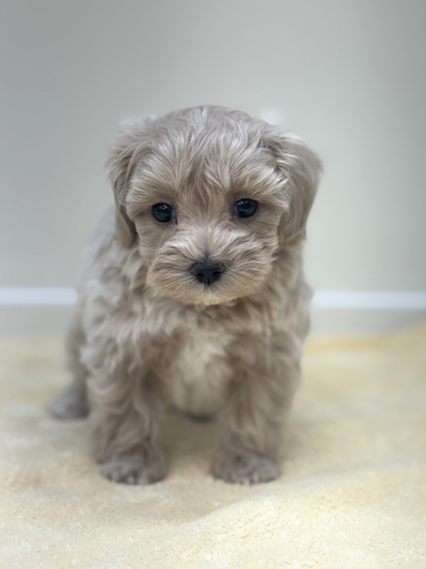 千葉県のマルプー(マルチーズ×プードル) (かねだい我孫子店/2025年10月3日生まれ/男の子/クリーム)の子犬の2枚目の画像