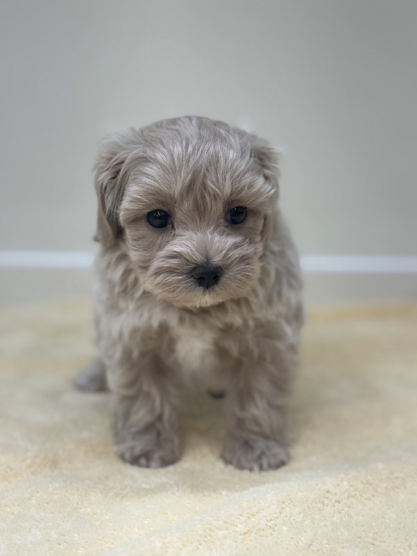 千葉県のマルプー(マルチーズ×プードル) (かねだい我孫子店/2025年10月3日生まれ/男の子/クリーム)の子犬の3枚目の画像